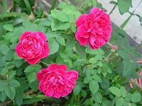  O botao de ontem, já desabrochou hoje!