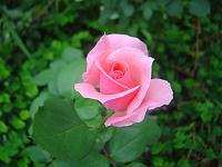  Mais rosas do jardim de casa.