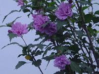  Se não me engano isso ai são azaléias.