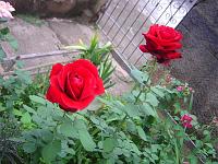  Rosas vermelha do jardim de casa.