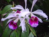  Orquideas da minha mãe.