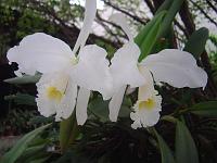  Outras orquideas da minha mãe.