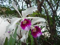  Outras orquídeas da minha mãe, a arvore do fundo e uma jaboticabeira.