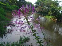  Um matinho esquisito que fotografei a beira do rio.