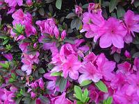  Se não me engano, isso ai são azaléias.