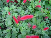  Não... não é inseto, isso ai é vegetal, tenho certeza!