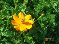  Uma abelha trabalhando.