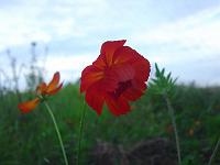  Essa é a mesma laranja que aparece em outras fotos, mas curiosamente ela deve ter cruzado com alguma outra espécie e ficou mais escura e com petálas dobradas.