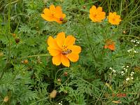  Mais abelhas trabalhando.