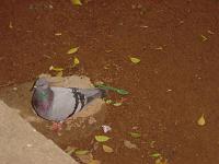  Pombo na praça da igreja.