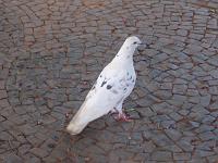  Outro pombo na praça.