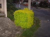  Um arbusto quadrado.