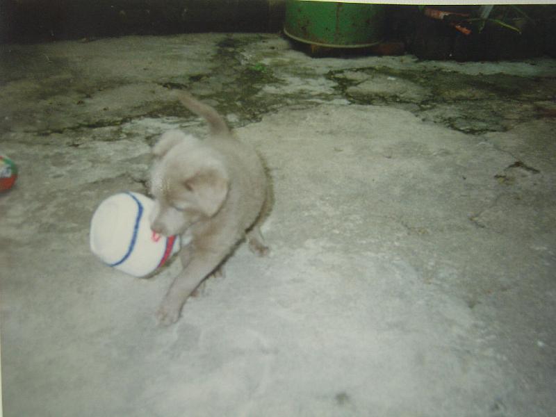 snoopy04