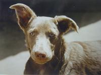 snoopy11