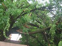  Galhos enormes por cair.