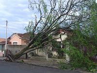 Outra arvore de grande porte, porem essa caiu em cima de uma casa na rua João Pessoa. Não conheço os moradores, mas deu pena...