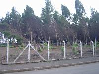  Pinheiros entortados pelo vento, na Elfusa.