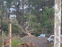  Arvore no estacionamento da Elfusa.